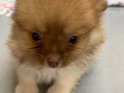 ACA pups