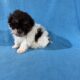 Toy poodle puppies absolutely adorable.