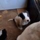 Help puppies need forever homes