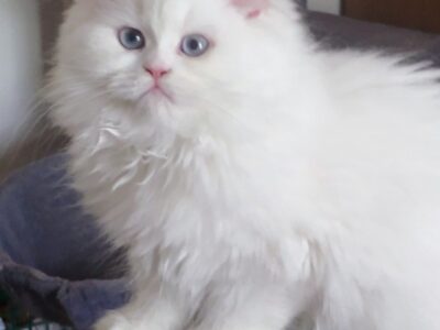 Persian Female Kitten Doll Face White and Blue eye