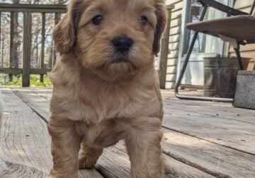 Teddy