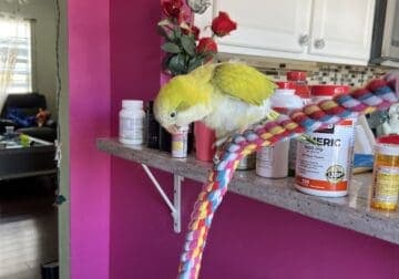 Quaker Parrot