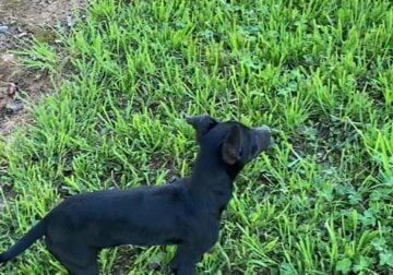 Chihuahua