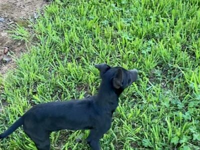 Chihuahua