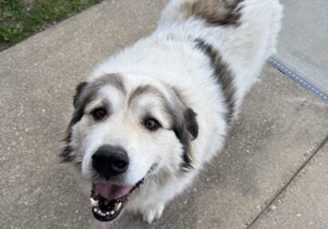 Rehoming Dog