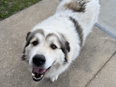 Rehoming Dog