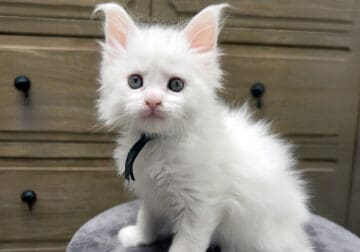 White European Maine Coon Kittn