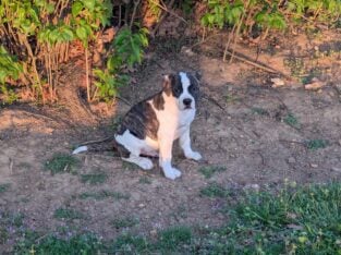 American Bulldog Puppies