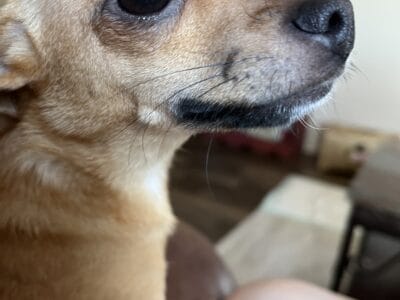 Small chihuahua