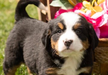AKC Bernese Mountain puppy female Indiana ( Inez)