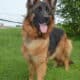 AKC German Shepherd Puppies