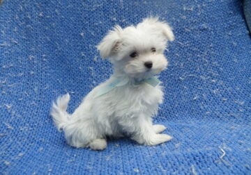 Maltese puppies