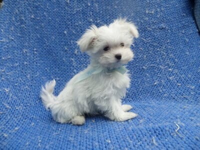 Maltese puppies