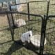Free to Good Home – Bunnies Must Stay Together
