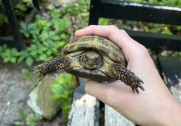 Adult male captive bred Russian tortoise