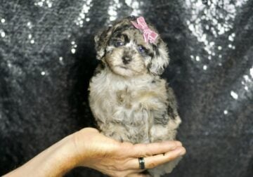 Princess maltipoo