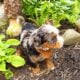 Mini Bernedoodle puppy Cooper