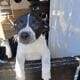 Help puppies need forever homes