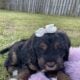 Bernedoodle Puppies
