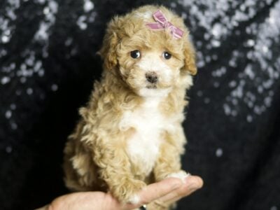 Charity F1B Maltipoo Female