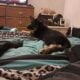 German Shepherd pups