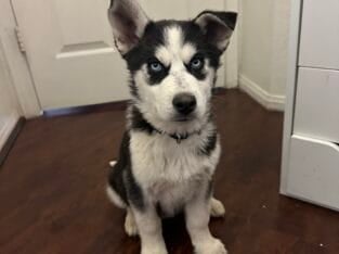 Huskys