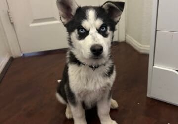 Huskys
