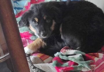 Mini Aussie rehome