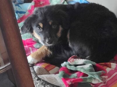 Mini Aussie rehome