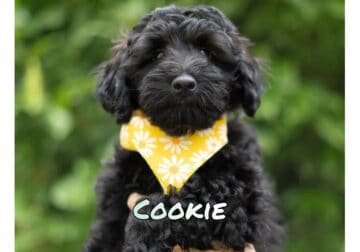 Selling Mountain Golden Doodle Puppies! ⭐