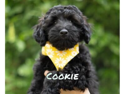 Selling Mountain Golden Doodle Puppies! ⭐