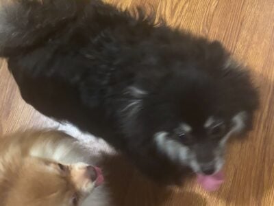 Female pomeranian