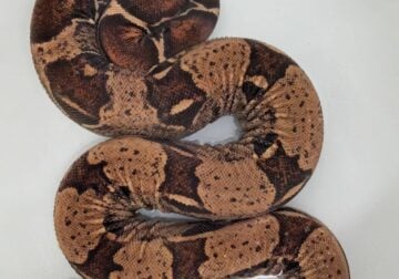 Boa Pair