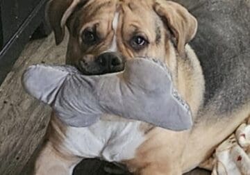 1 year old male mixed breed