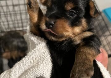 8week old yorkie available for new home