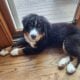 Bernese Mountain Dog