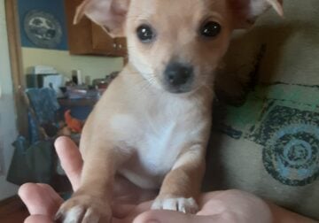 Applehead Chihuahua Australian Terrier mix puppies