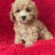 Maltipoo Puppies