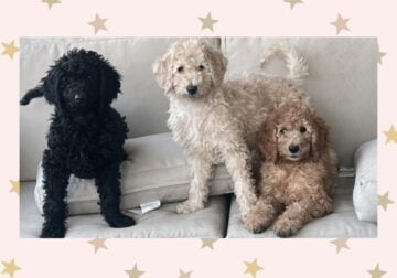 COMING SOON !! Golden doodle babies