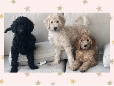 COMING SOON !! Golden doodle babies