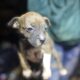 7 week old pit bull puppies