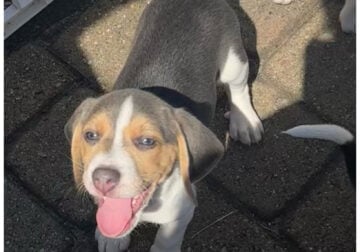 Beagle Boy Puppy – John Allen
