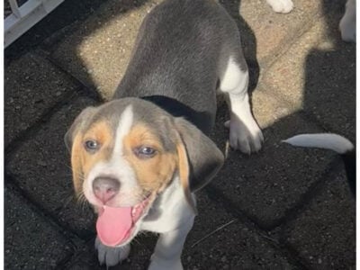 Beagle Boy Puppy – John Allen