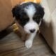 Australian Shepherd Puppies