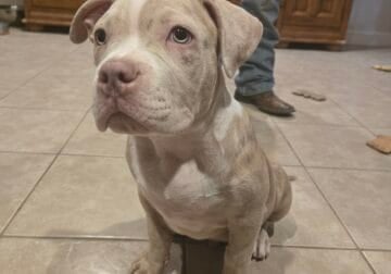 Xl american bullies