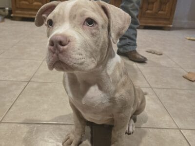 Xl american bullies