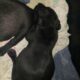 Pitbull puppies