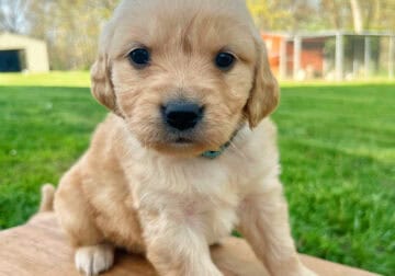 AKC Golden Retriever Female