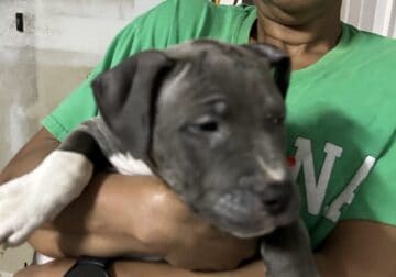 Puppies Looking for New Home