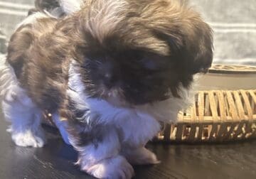 Shih Tzu Male & Female Puppies For Sale